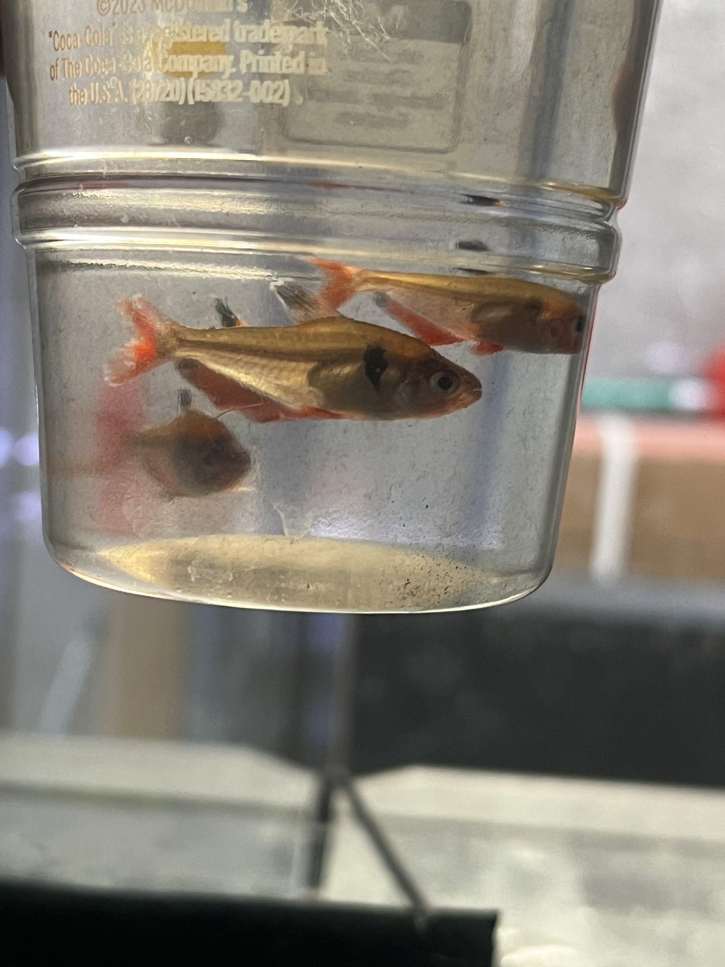 3x Tetra ***BEST OFFER OR TRADE***