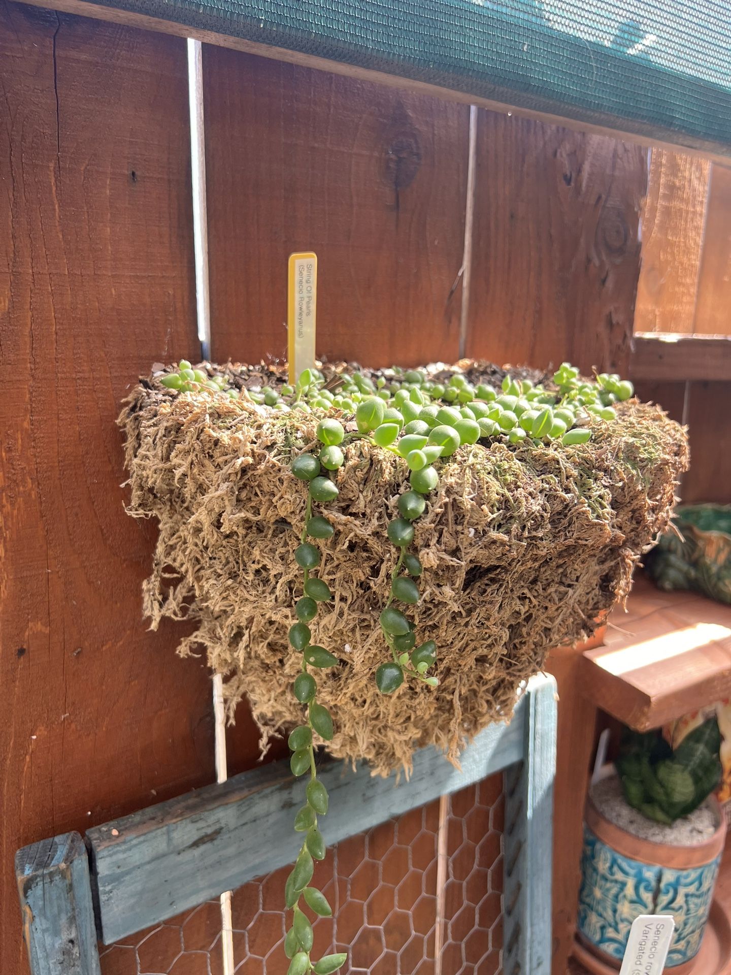 Senecio Rowleyanus (String of Pearls) 92126