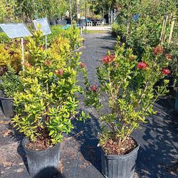 Ixoras Taiwanese Plants 3 Gallons 