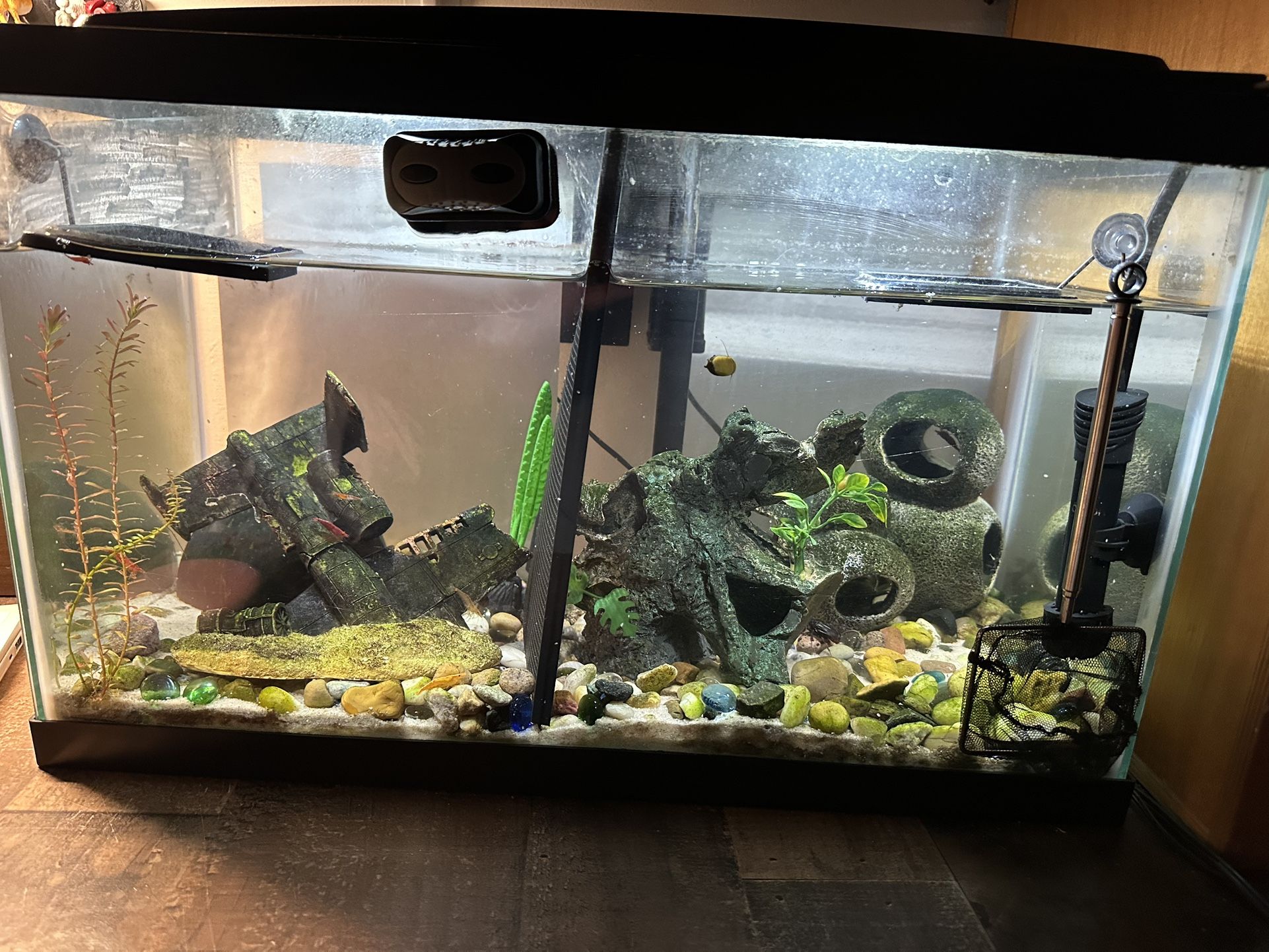 10 Gallon Tank