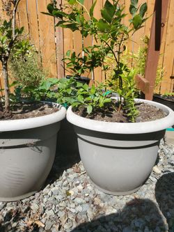 One 15 gallon Blueberry established pot ted plants