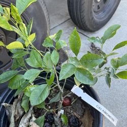 calamansi tree 5 Gallons , Grafted , 12” Tall ,$75