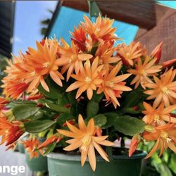 Orange Easter Cactus 