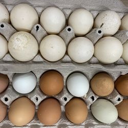 Pasture raised duck eggs