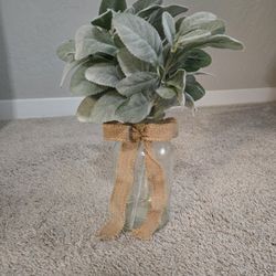 Lambs Ear Plant With Glass Vase