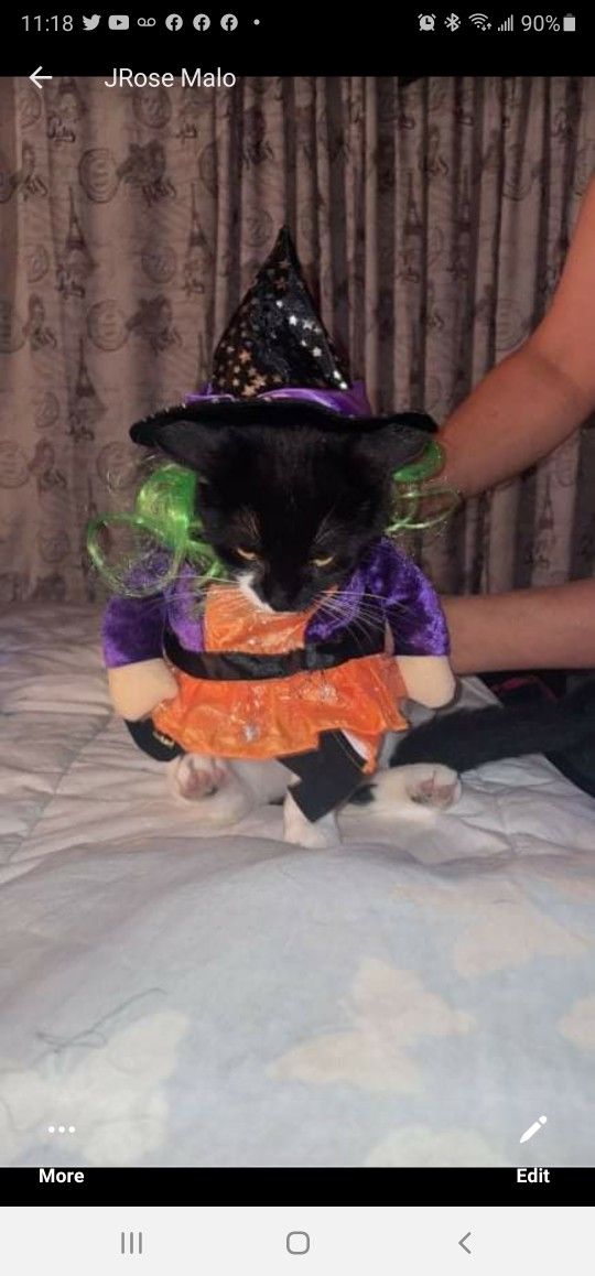 Cat Witch Costume with 2 HATS!!!OBO