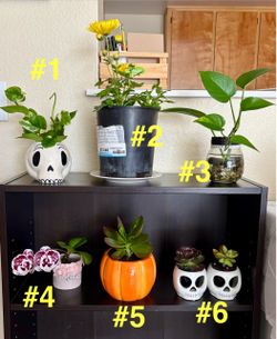 Healthy Indoor Potted Plants