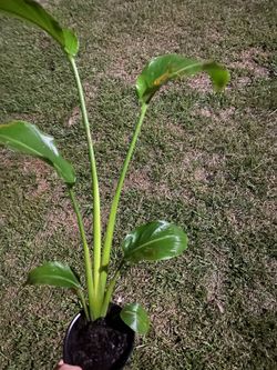 White Bird Of Paradise 