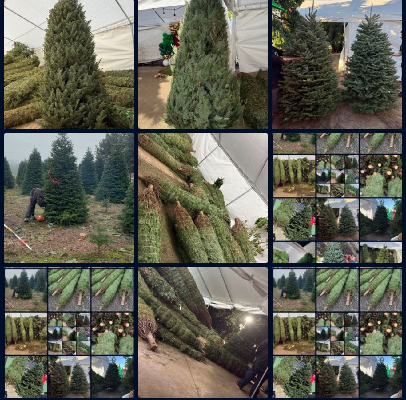 $60 Big Trees Pick Up Nobles Douglas Are Available