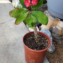 Corona De Cristo - Christ Thorns Plant