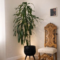 Tall Plant with plant stand 