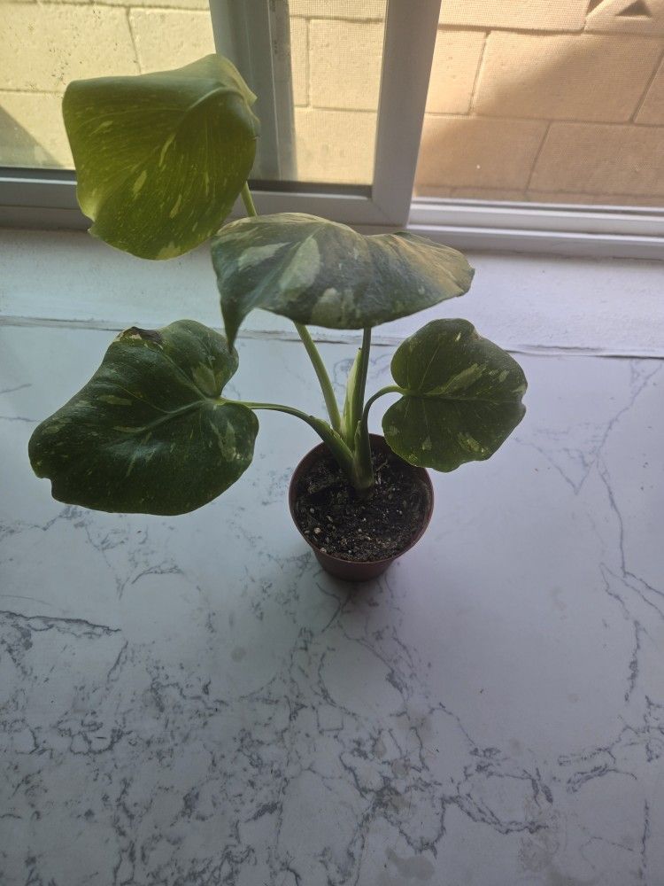 Plant