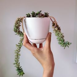 Cute Plant Easy To Propagate 