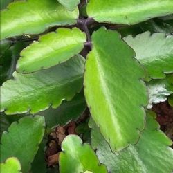 LEAF OF LIFE PLANT