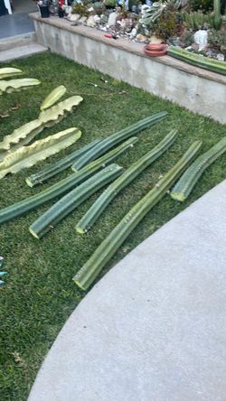 San Pedro cactus