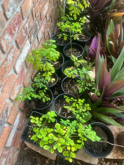 Moringa Seedlings in Black Nursery Pots