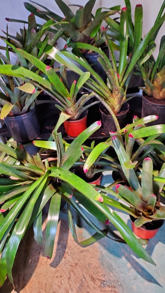 14 bromeliads plants for $50