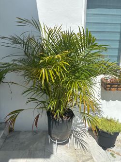 Arecas Palm