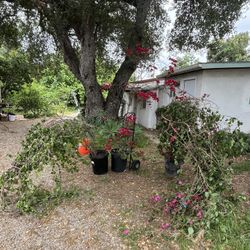 Bougainvillea 15 Gal 