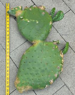 Cactus nopales plant prickly pear for sale