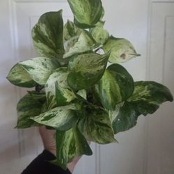 Pothos Manjula 6inch 