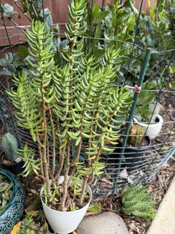Succulents