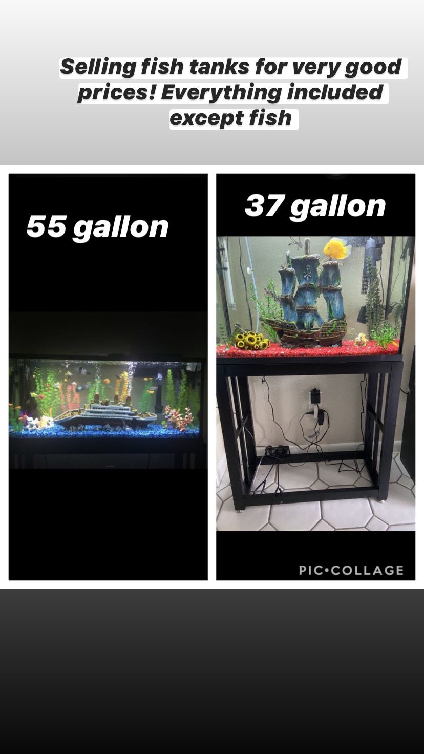 55 and 37 Gallon Fish Tanks