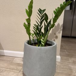 Zz Plant With Medium Size Pot 