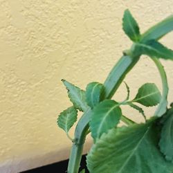 Salvia Divinorum Plant - Sage of the Diviners  - Yerba de la pastora - Hierba de los dioses - ska maria planta aztec azteca