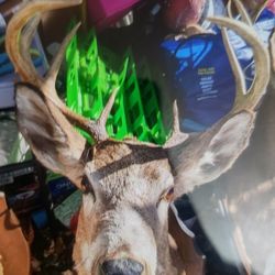 Buck Mounts 