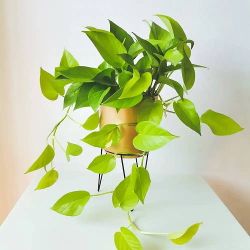 Lush Trailing  Lemon Lime Neon  Pothos Money plant/ indoor plant) house plant/ flower patio garden