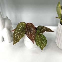 Live Plant With 4inch Pot