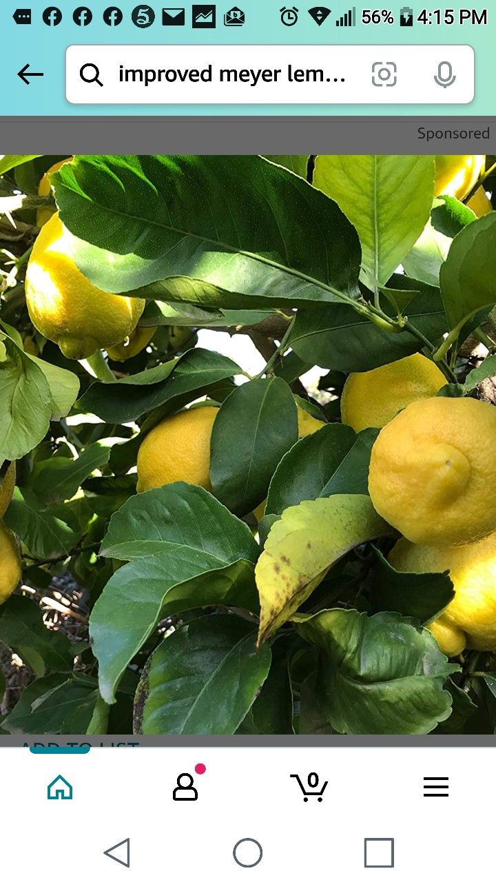Improved Myer Lemon Starter Plant 1 Gallon