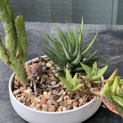 Cactus and Succulent Bowl Arrangement in Decorative white Ceramic Pot 