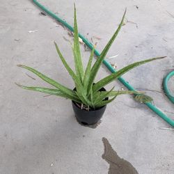 Aloe Vera Plant