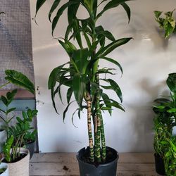 Dracaena Plant 10" Pot 3.6ft Tall