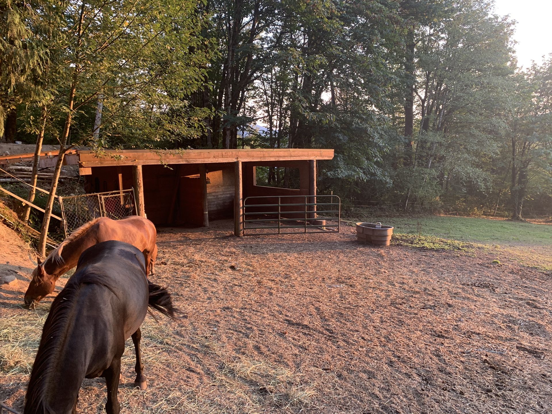 Horse boarding available - Carnation, WA