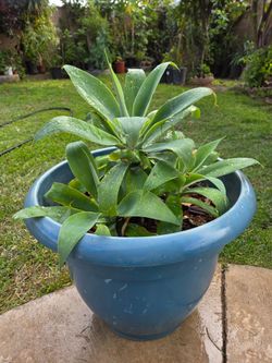 Foxtail Agaves