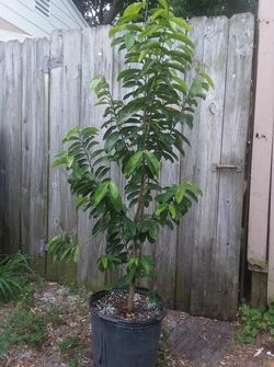 Soursop/ Guanábana Fruit Trees