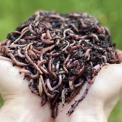 OVER 1,000 Red Wiggler Composting Worms—Start Your Own Worm Farm Today! Produce BLACK GOLD By  Vermicomposting  Inside Or Outside Of Your Home Earn $$