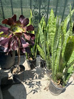 Beautiful healthy succulents or snake plant