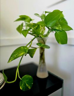 Indoor Plant with vase
