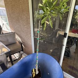 Parent Washington Navel Orange Tree