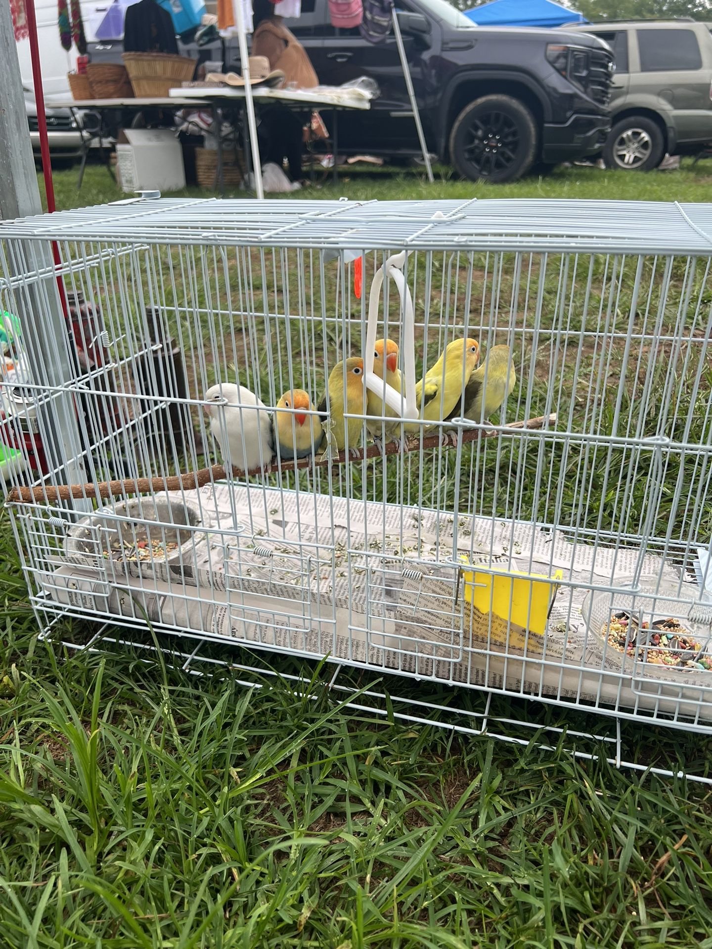 Cage