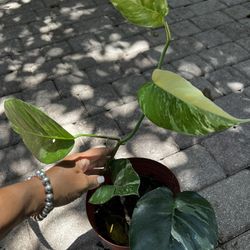 Epiprenum Pinnatum Albo