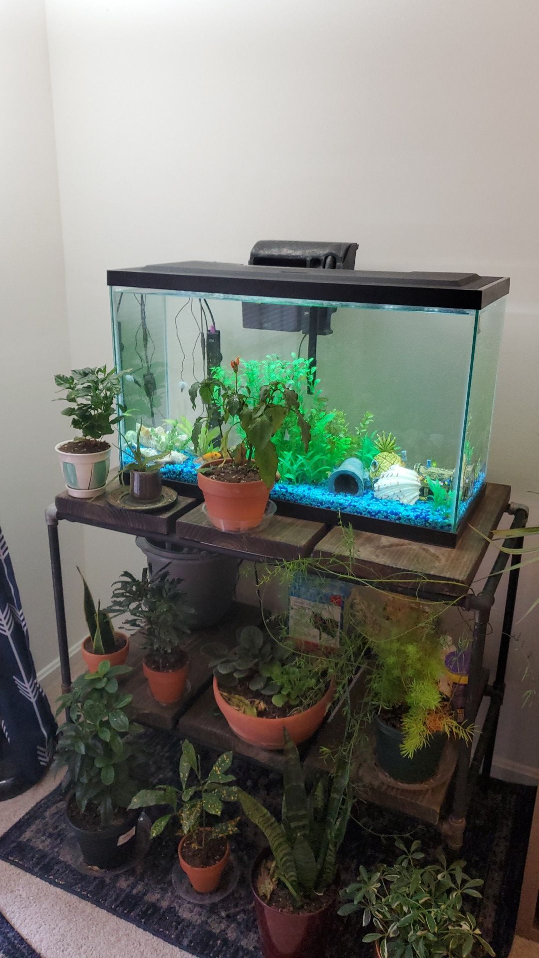 20 gal aquarium w/ 4 cichlids and catfish, filters, heater, food, and stand