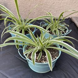 Small Spider Plants $10 For All