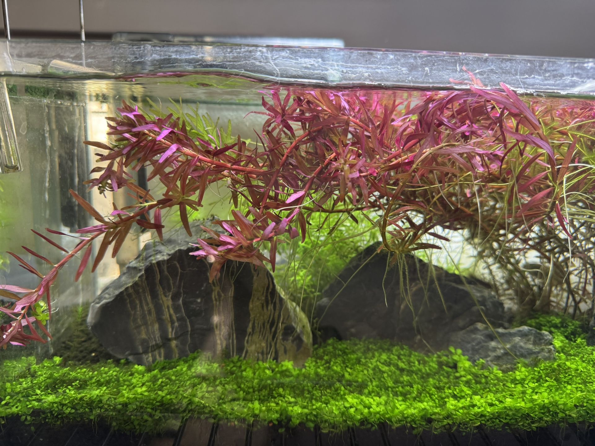 Aquarium Plant Rotala “Blood Red” 20 Stems