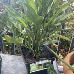 Plants