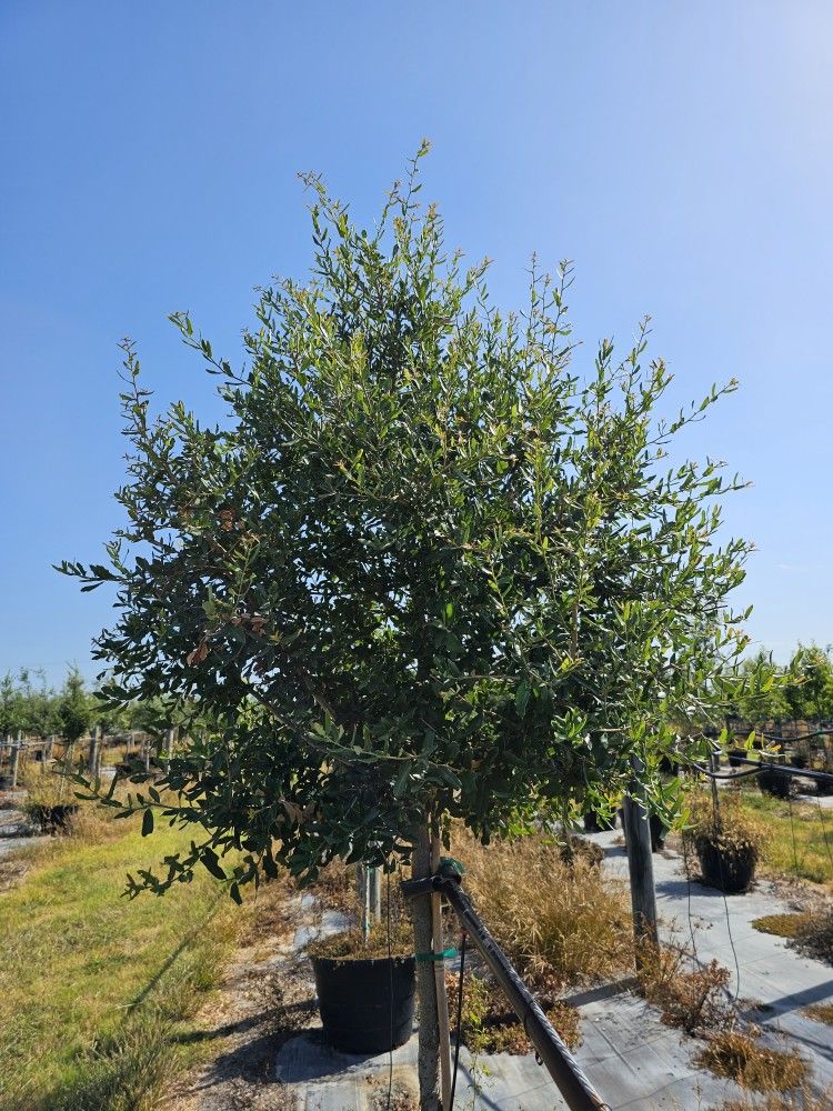 30 Gallon Live Oak Trees Planted and Delivered (Arbol Live Oak 30 galones sembrado y entrego $360)